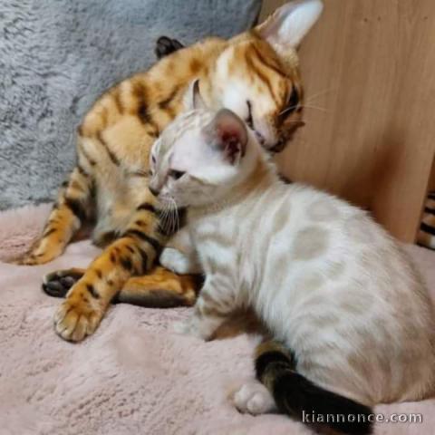 Bb chatons Bengal disponibles 