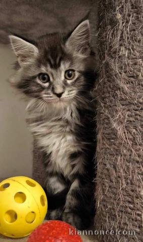 chaton main coon à adopter 