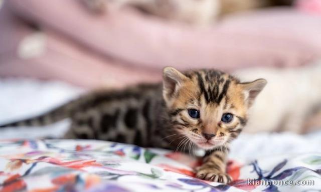 Chatons Bengal Pure Race