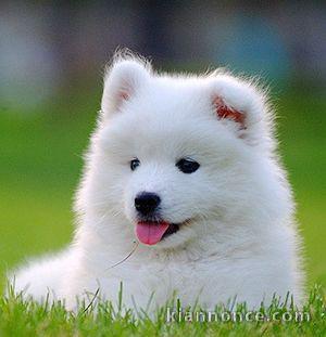 Chiots type Samoyede a donner
