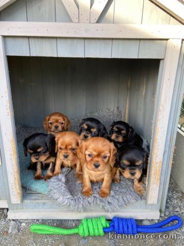 Chiot cavalier king charles pour adoption 