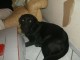 Labrador femmelle 1 an