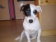 chiot Jack Russell 10 mois