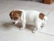impecables chiots jack russell