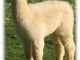 Alpaga mâle, trés beau potentiel en laine