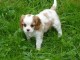 reserve chiots cavalier king charles