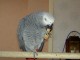 Perroquet gris du Gabon ( mâle )