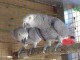 Don urgent de couple perroquet gris du gabon