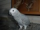 magnifique perroquet gris du Gabon mâle