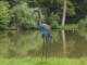 Heron decoratif pour jardin top prix