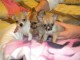Chiot chihuahua miniature poil court 