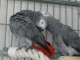 jolie couple perroquets gris du gabon