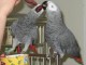 Magnifique couple de perroquets gris du Gabon