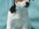 A ADOPTER Adorables chiots jack russell