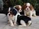 Adorables chiots cavalier king charles 