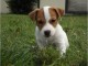 superbe chiot Jack russell