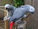 Magnifique couple perroquet gris du Gabon femelle