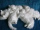 Adorables pour noel chatons persan ils sont adonner