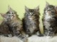 Chatons maine coon disponible