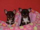 disponible a donner Chiots Chihuahua Miniature