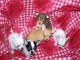  Chiot chihuahua miniature poil court