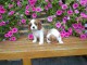 adorable chiot cavalier king charles 