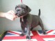 Chiots Staffordshire Bull Terrier a donner