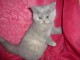 A réserver 4 chatons british shorthair LOOF