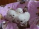 4 magnifique chatons persan