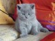 À réserver magnifiques chatons British Shorthair