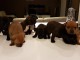 Chiots Staffordshire bull terriers lof ,excellent pedigree 