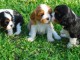 Superbes Chiots Pure Race Cavalier King Charles adopter