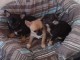 Disponible pour adoption 5 Chiots Chihuahuas petit gabarit
