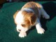  Chiot type   cavalier charles king a donner