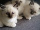 À réserver pour adoption 5 chatons type Sacré de Birmanie.