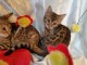 Chatons Bengal LOOF Brown Tabby rosettes fermées 