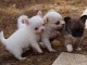 Adorables bébés chihuahua pure race