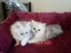 chatons persan a donner pou bonne famille