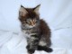 Chatons Maine Coon a Don