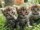 donne Magnifique chatons Bengale 