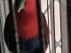Très beau perroquet eclectus femelle