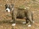 Adorable chiot american staffordshire terrier