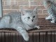  Quatre adorable chatons British Shorthair