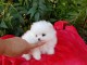 A DONNER chiot type spitz nain femelle blanc