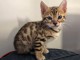 Sublimes Chatons Bengal Loof