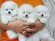 Chiots Type spitz nain pour famille