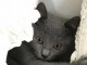 Sublimes Chatons Pure Race chartreux