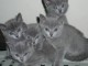 Superbes chatons chartreux agés de trois mois