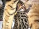  Adorables Chatons Bengal Pure Race