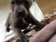 Chiots staffordshire bull terrier a donner